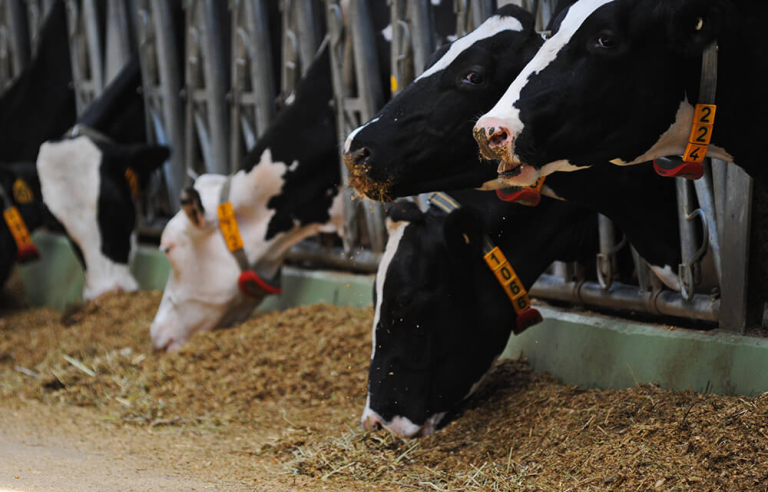 How Hammer Mills Reduce Energy Costs in Feed Production